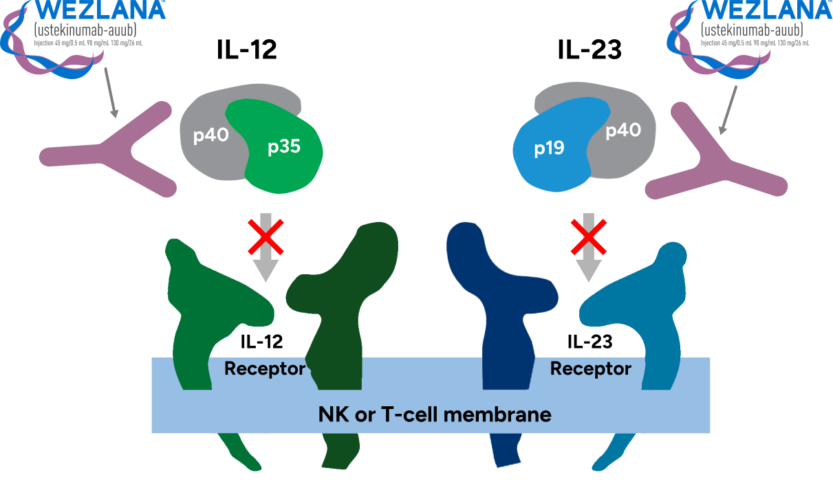 Diagram illustrating how WEZLANA™ (ustekinumab-auub) can target and block IL-12 and IL-23