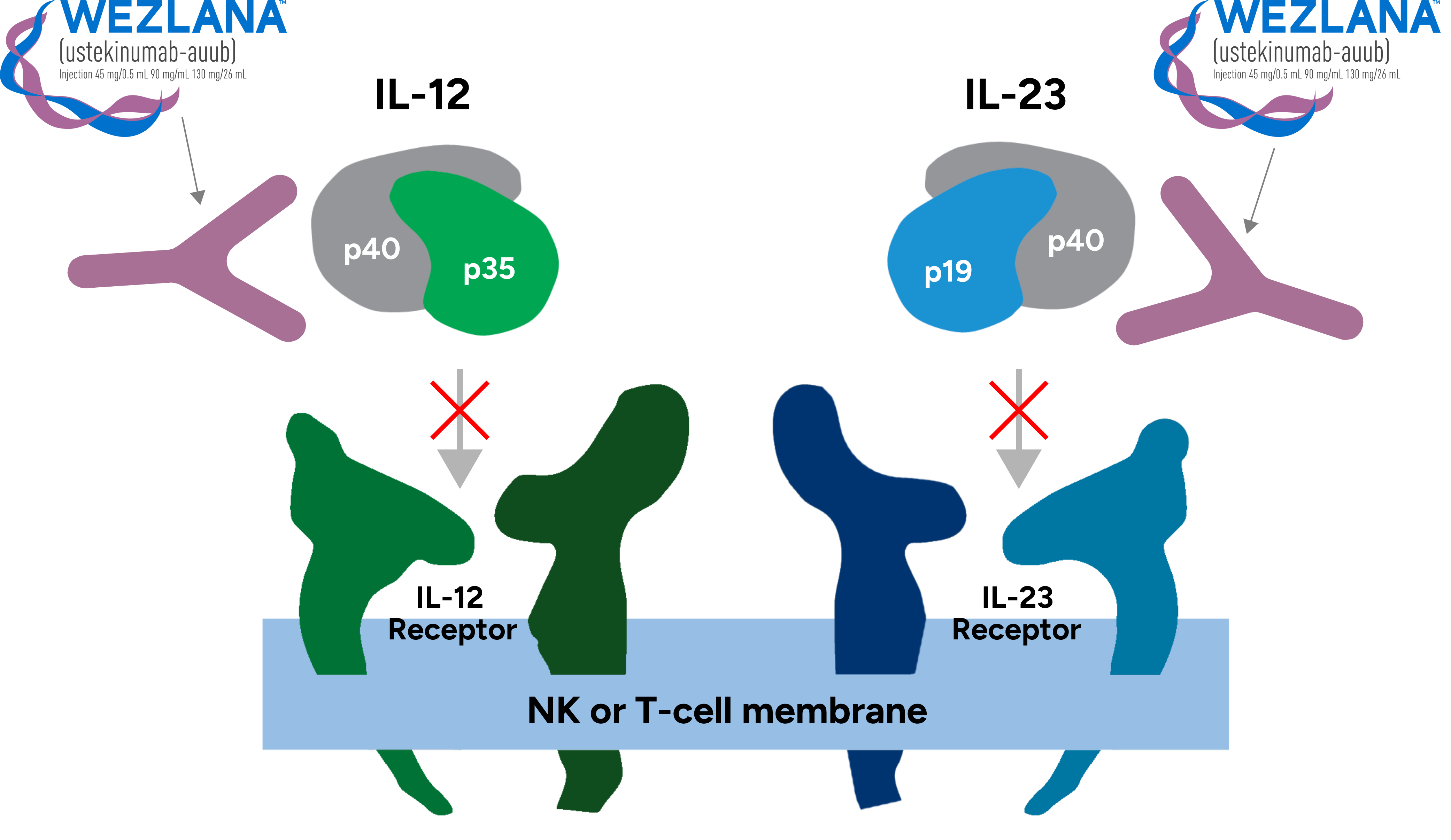 Diagram illustrating how WEZLANA™ (ustekinumab-auub) can target and block IL-12 and IL-23
